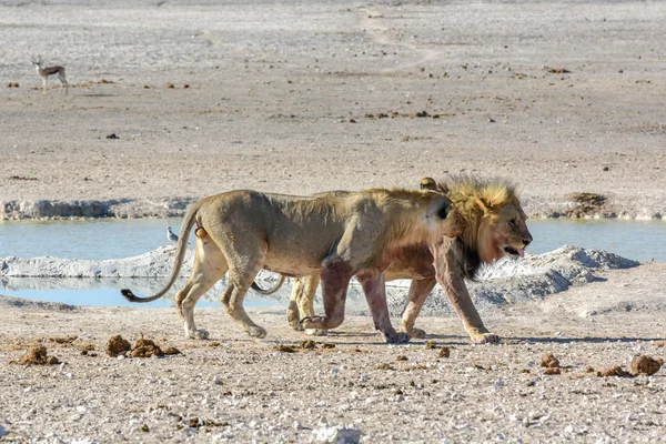 Løve i Etosha, Namibia – stockfoto