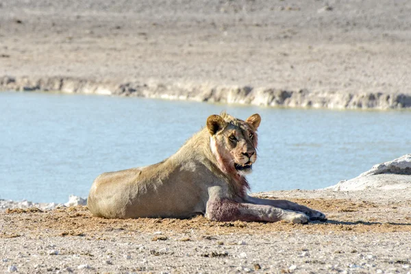 Lew w Etosha, Namibia — Zdjęcie stockowe