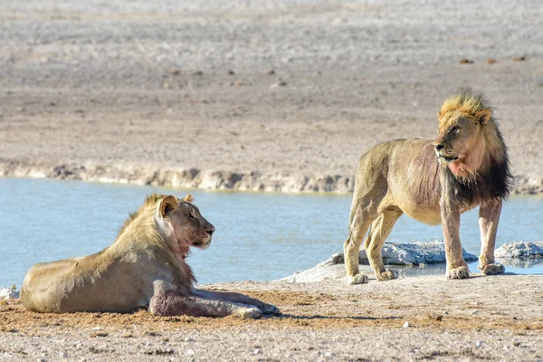 Aslan etkin, Namibia — Stok fotoğraf