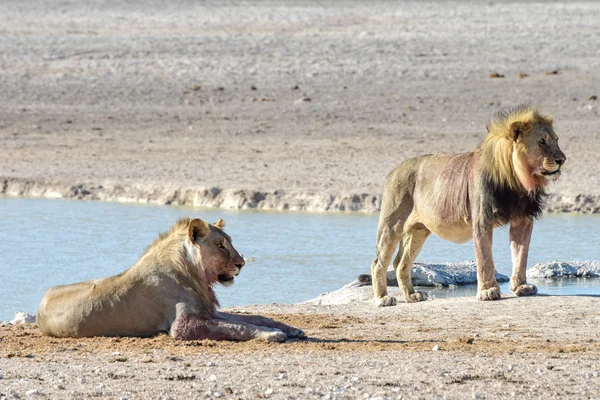 Lejon i Etosha, Namibia — Stockfoto
