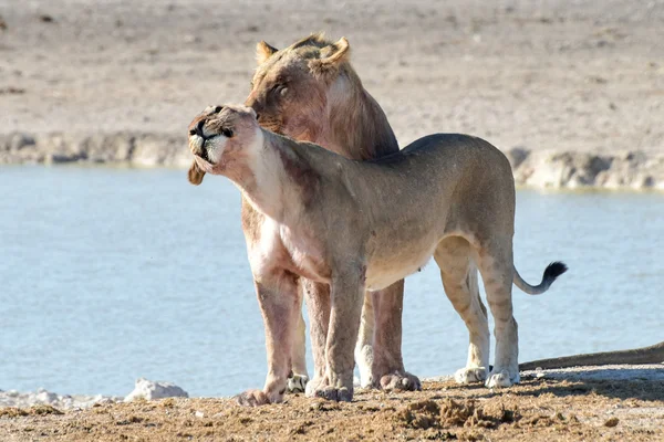 Λιοντάρι Etosha, Ναμίμπιας — Φωτογραφία Αρχείου