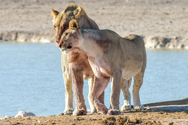 Leão em Quindío, Namíbia — Fotografia de Stock
