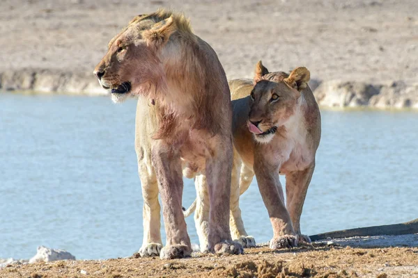 León en Etosha, Namibia — Foto de Stock