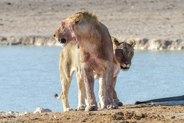 León en Etosha, Namibia —  Fotos de Stock