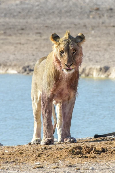 狮子在纳米比亚埃托沙 — 图库照片