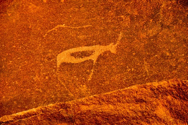 Bushmen Rock gravür - Namibya — Stok fotoğraf