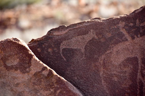 Bushman Rock Engravings - Namibia — Stock Photo, Image