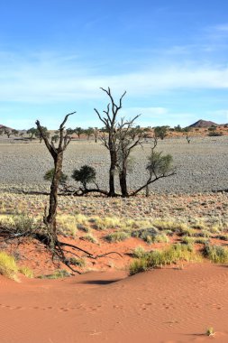 Manzara - Namibrand, Namibia çöl