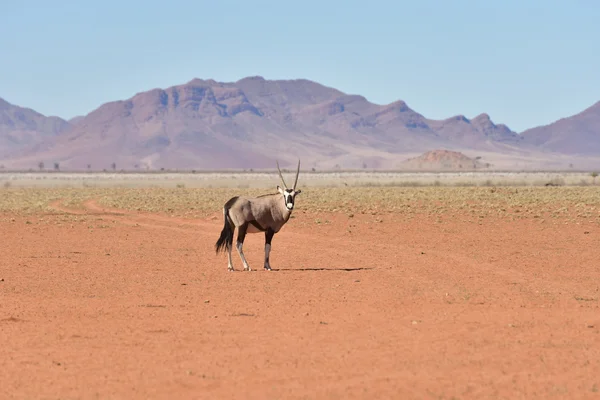Oryx a pouštní krajina - Namibrand, Namibie — Stock fotografie