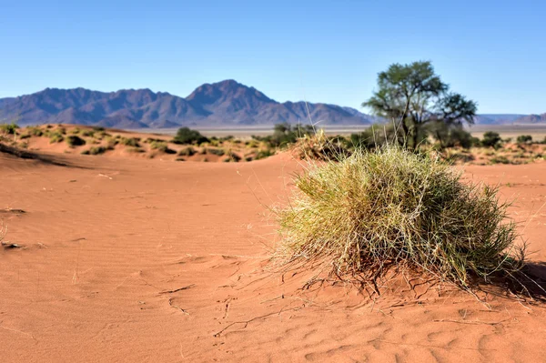 Paisagem do Deserto NamibRand, Namíbia — Fotografia de Stock