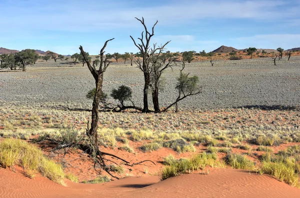 Wüstenlandschaft - namibrand, namibia — Stockfoto