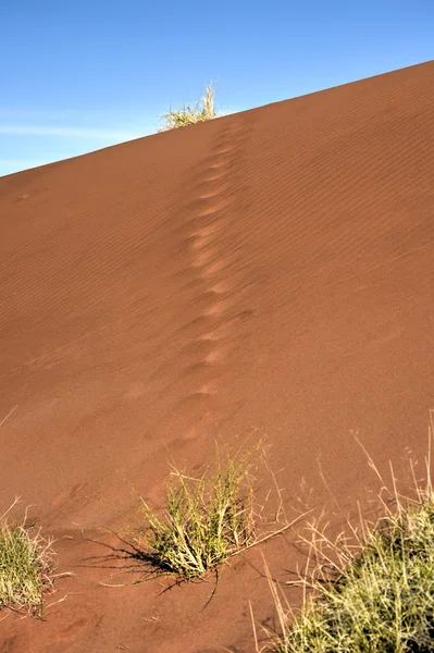 Woestijn landschap - Namibrand, Namibië — Stockfoto