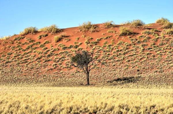 砂漠の風景 - Namibrand, ナミビア — ストック写真