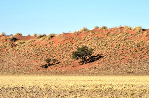 Pustynia krajobraz - Namibrand, Namibia — Zdjęcie stockowe