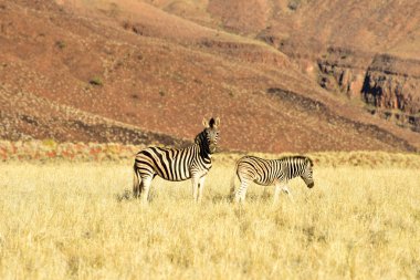 Manzara - Namibrand, Namibia çöl