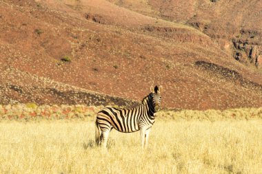 Manzara - Namibrand, Namibia çöl
