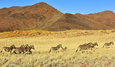 Manzara - Namibrand, Namibia çöl