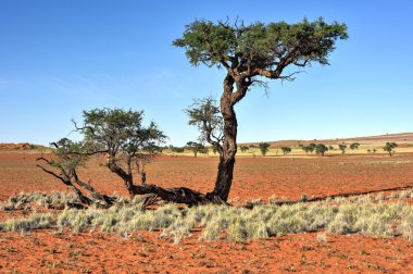 Manzara - Namibrand, Namibia çöl