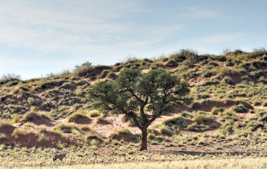 Manzara - Namibrand, Namibia çöl