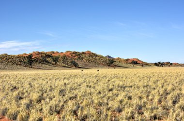 Manzara - Namibrand, Namibia çöl
