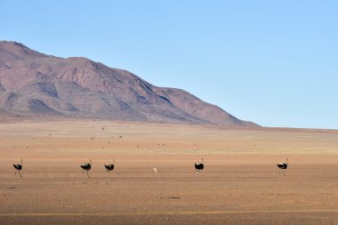 Devekuşu ve çöl peyzaj - Namibrand, Namibya