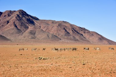 Zebra ve çöl peyzaj - Namibrand, Namibya