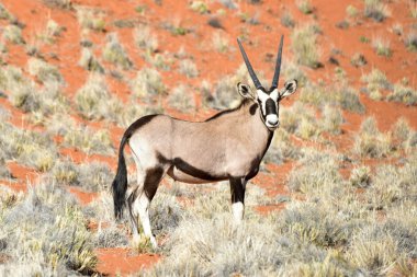 Afrika antilopu ve çöl peyzaj - Namibrand, Namibya