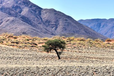 Manzara - Namibrand, Namibia çöl