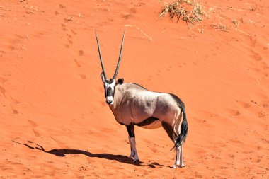 Afrika antilopu ve çöl peyzaj - Namibrand, Namibya