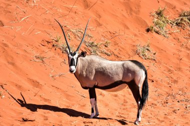 Afrika antilopu ve çöl peyzaj - Namibrand, Namibya