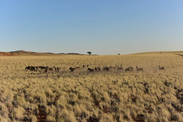 Desert Landscape - NamibRand, Namibia — Stock Photo, Image