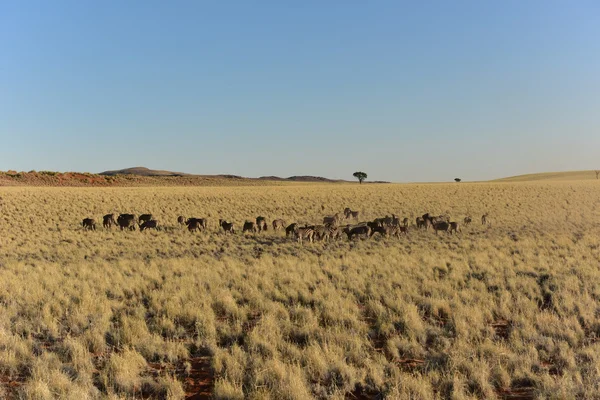 Woestijn landschap - Namibrand, Namibië — Stockfoto