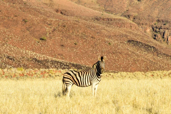Sivatagi táj - Namibrand, Namíbia — Stock Fotó