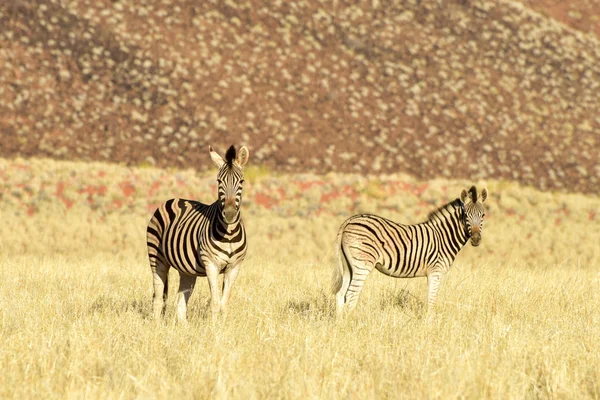 Paisaje del desierto - NamibRand, Namibia —  Fotos de Stock