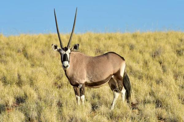 Paesaggio desertico - Namibia, Namibia — Foto Stock