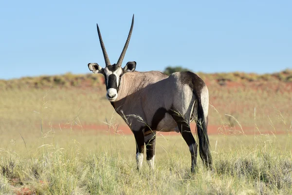 Woestijn landschap - Namibrand, Namibië — Stockfoto