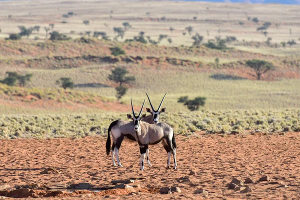 Desert Landscape - NamibRand, Namibia — Stock Photo, Image