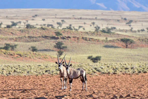 Manzara - Namibrand, Namibia çöl — Stok fotoğraf