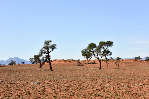 Wüstenlandschaft - namibrand, namibia — Stockfoto