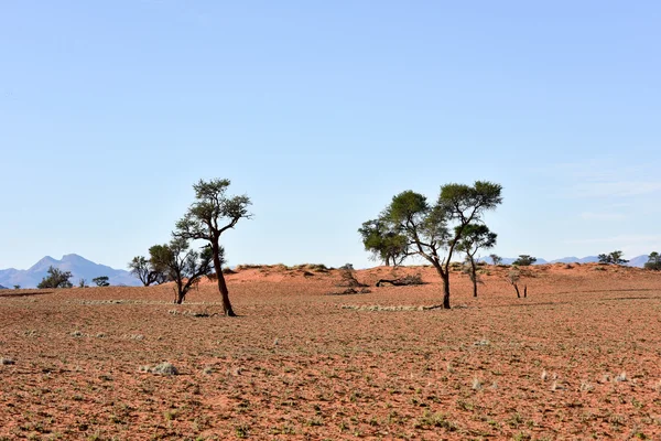 Desert Landscape - NamibRand, Namibia — Stock Photo, Image