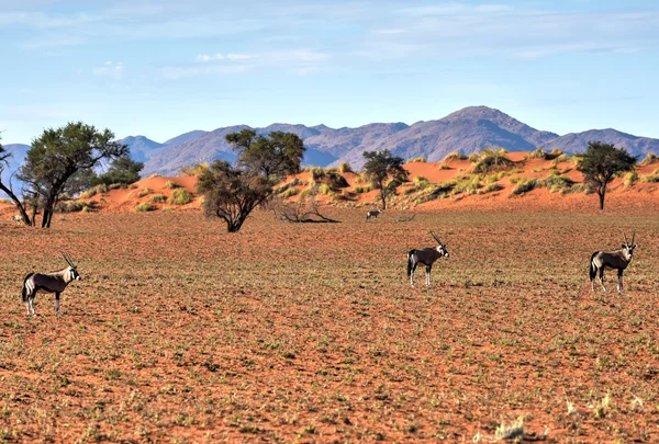 Wüstenlandschaft - namibrand, namibia — Stockfoto