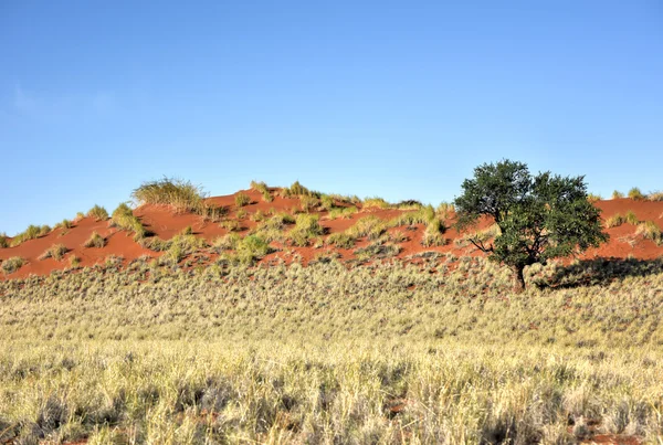 Desert Landscape - NamibRand, Namibia — Stock Photo, Image