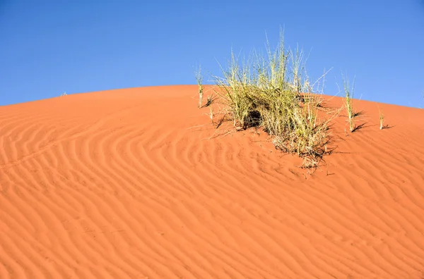 Paisaje del desierto - NamibRand, Namibia — Foto de Stock