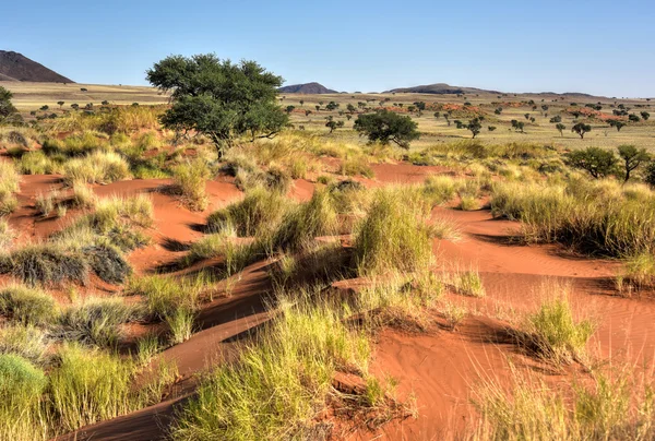 砂漠の風景 - Namibrand, ナミビア — ストック写真