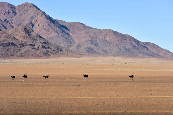 Devekuşu ve çöl peyzaj - Namibrand, Namibya — Stok fotoğraf