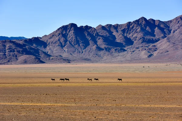 Зебра и пустынный ландшафт - Нэбранд, Нэббия — стоковое фото