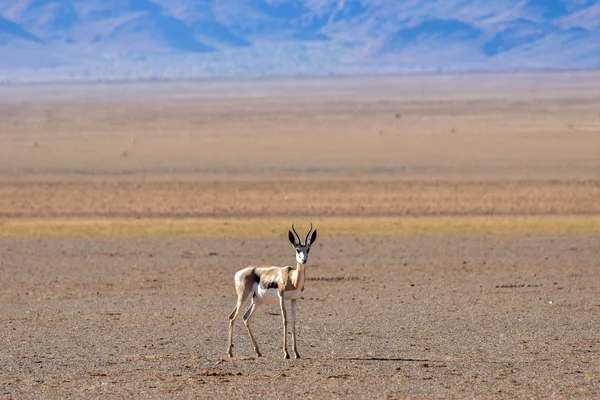 瞪羚和沙漠景观-雉前来，纳米比亚 — 图库照片
