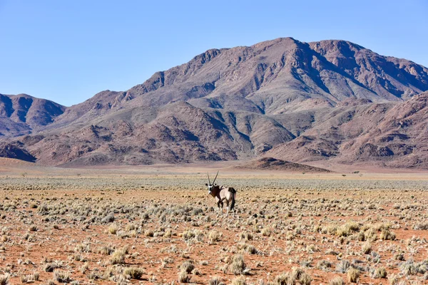 Oryx e Paisagem do Deserto NamibRand, Namíbia — Fotografia de Stock