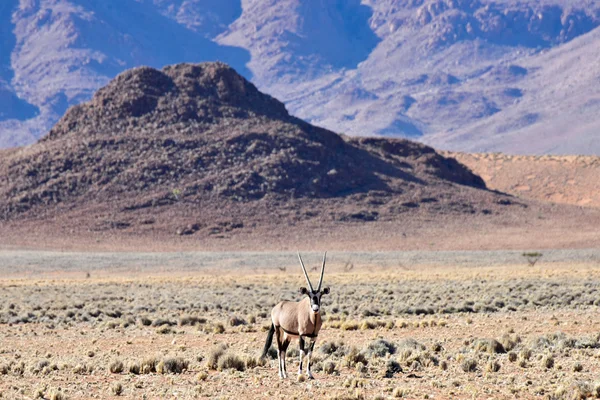 Oryx a pouštní krajina - Namibrand, Namibie — Stock fotografie