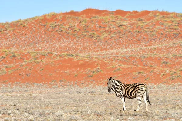 Зебра і пустельний ландшафт - Namibrand, Намібія — стокове фото